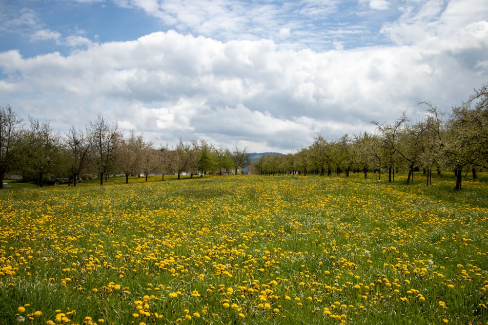 a field full of yellow flowers under a cloudy sky