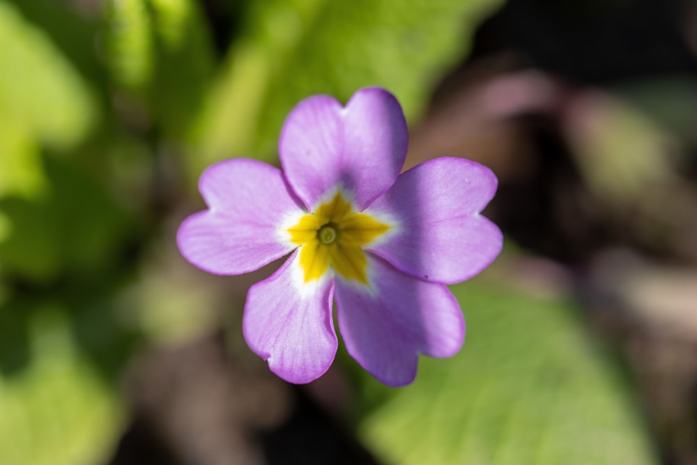 a small purple flower with a yellow center