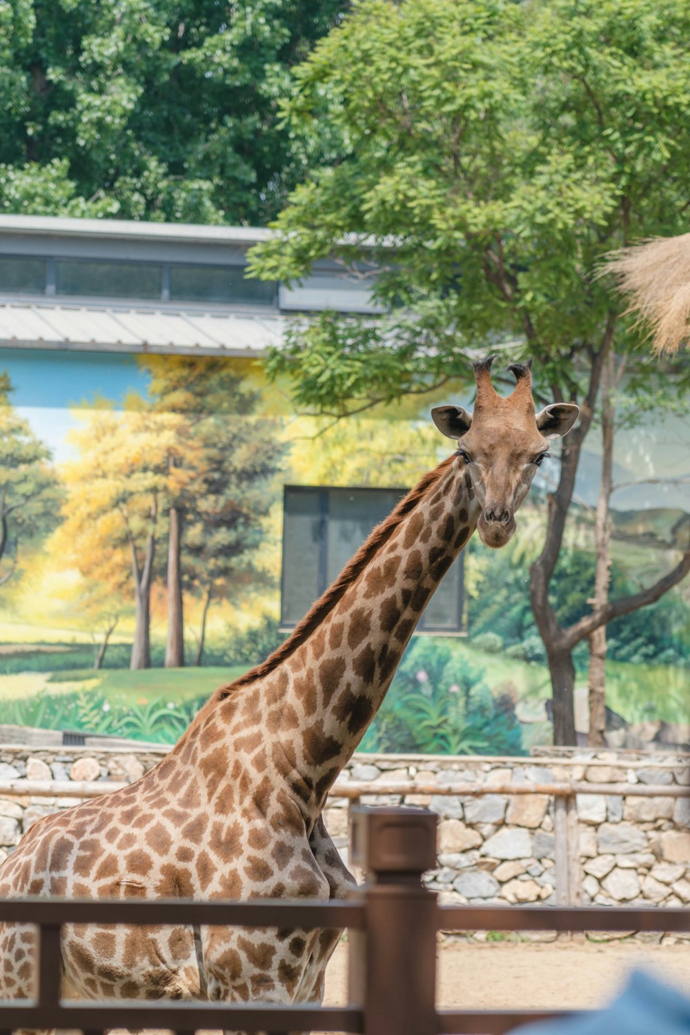 a giraffe standing next to a wooden fence