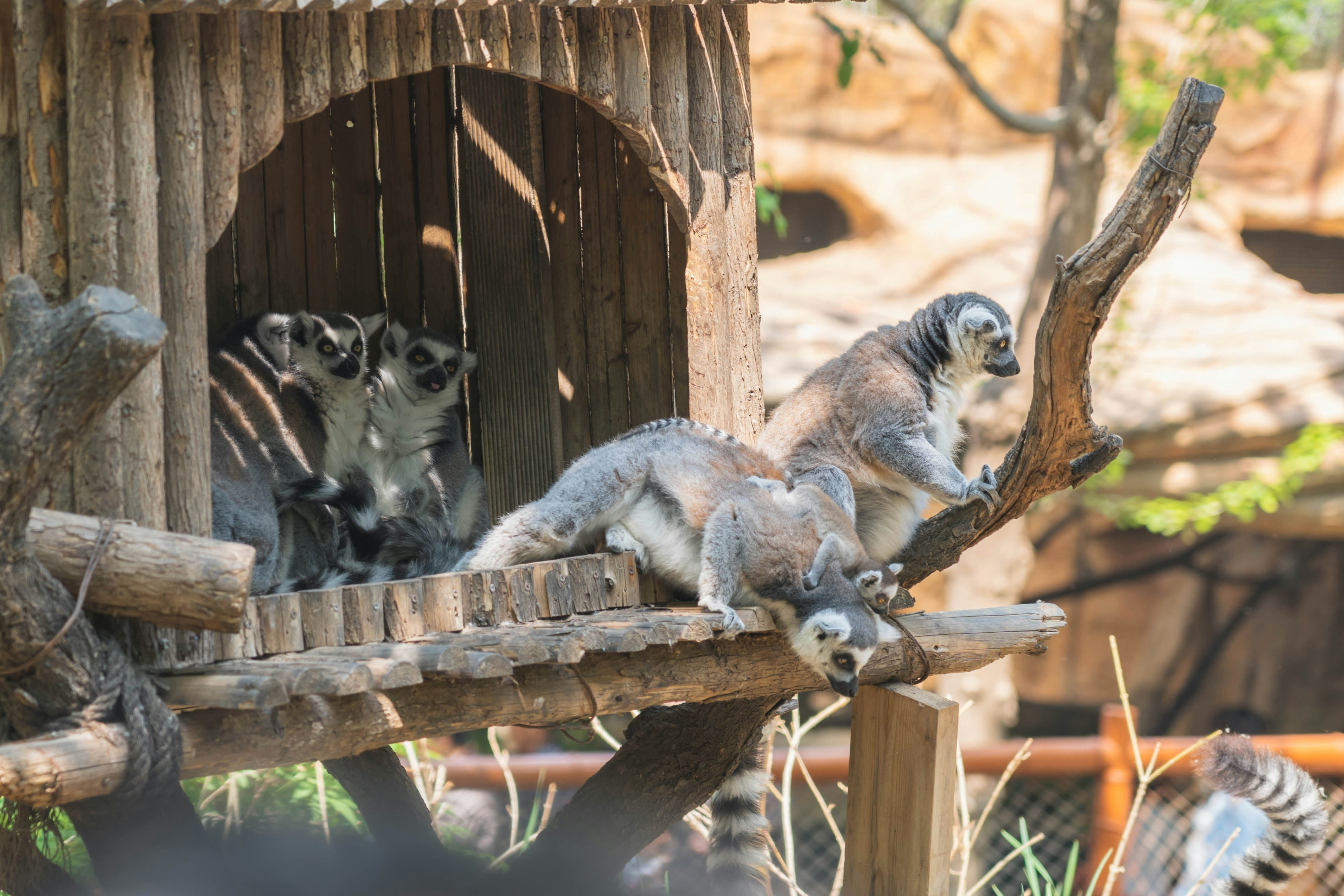 Man's best friend is something to behold in all forms: gorgeous Golden Retrievers, tiny yapping chihuahuas, fearsome pitbulls. Unsplash's community of incredible photographers has helped us curate an amazing selection of dog images that you can access and use free of charge.