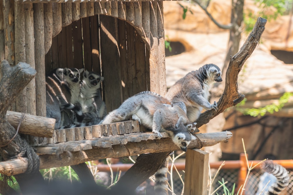 a group of animals that are sitting in a tree