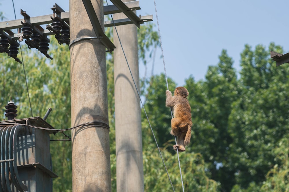 a dog is jumping high in the air on a rope