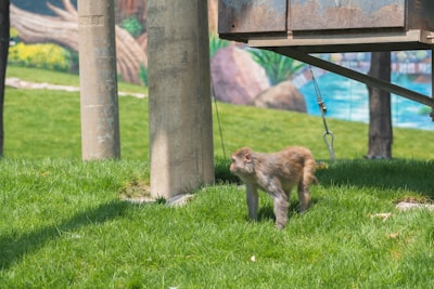A monkey is walking on grass beneath a structure supported by metal poles. In the background, there are painted walls depicting a natural landscape, including trees and rocks. The foreground is dominated by vibrant green grass.
