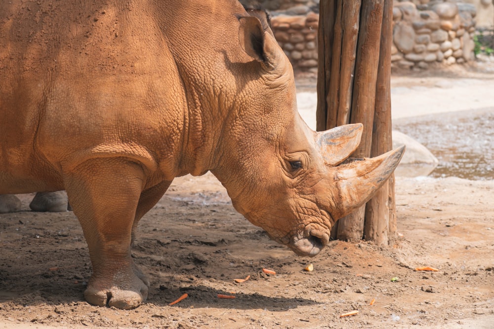 a rhino standing next to a wooden pole