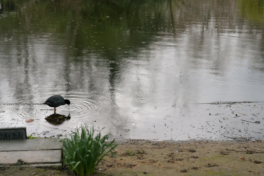 a bird is standing in the water looking for food