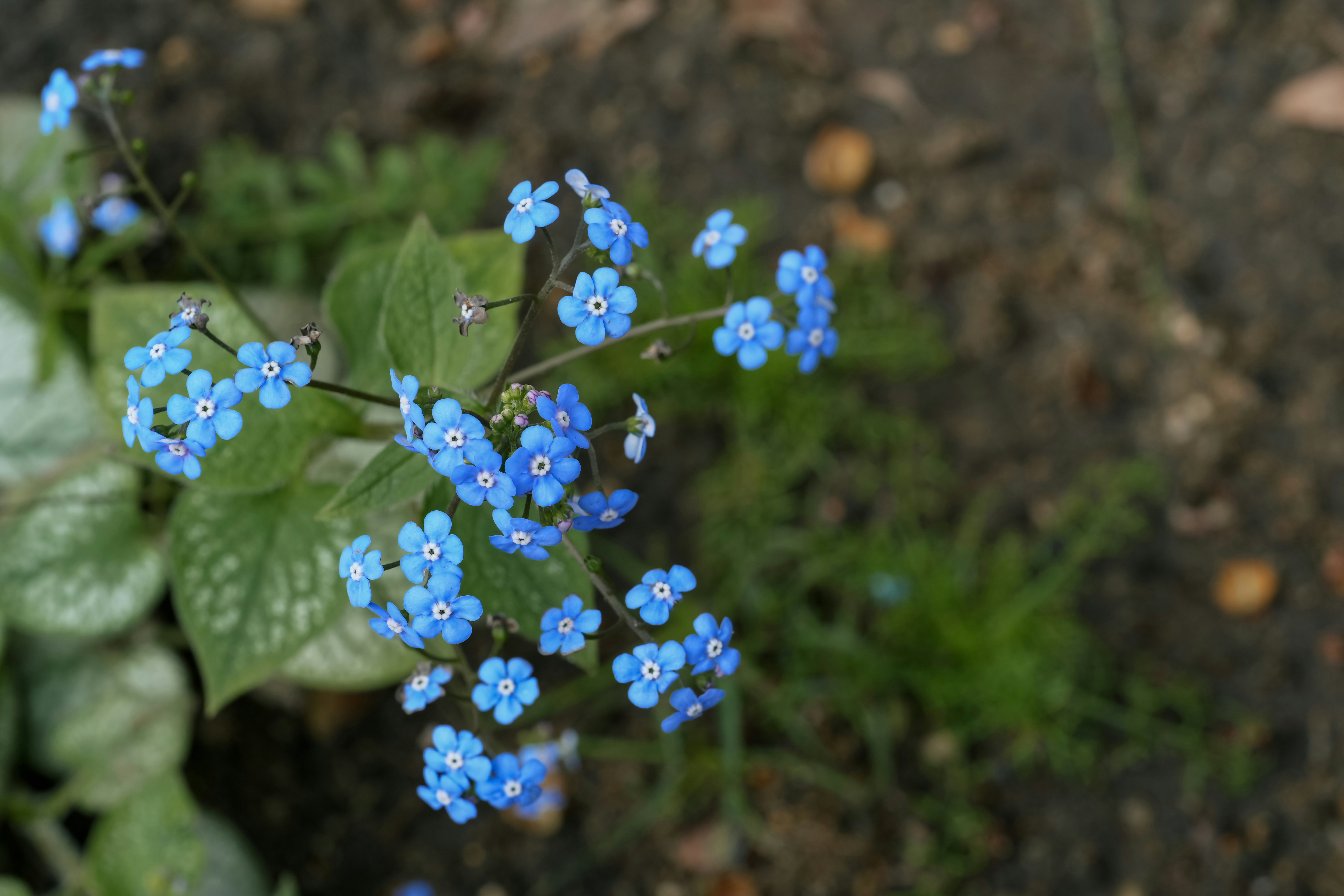 Small blue flowers growing out of the ground photo Free Flower Image