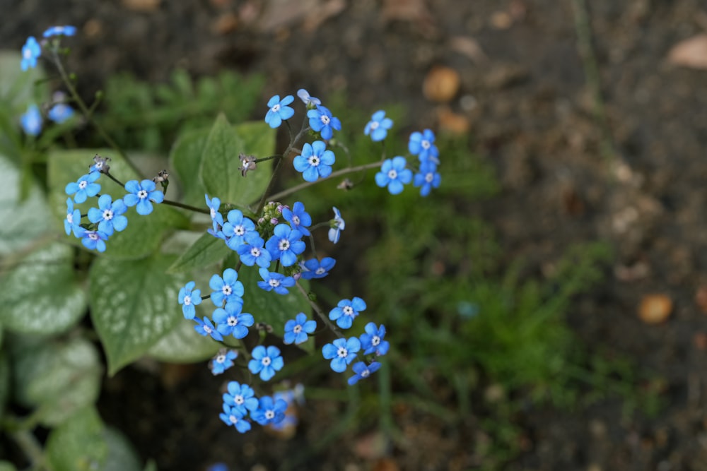 small blue flowers growing out of the ground