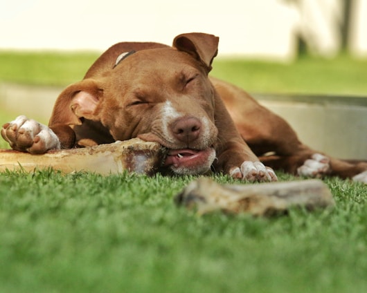 A happy dog chewing on a natural bone in a sunny garden.