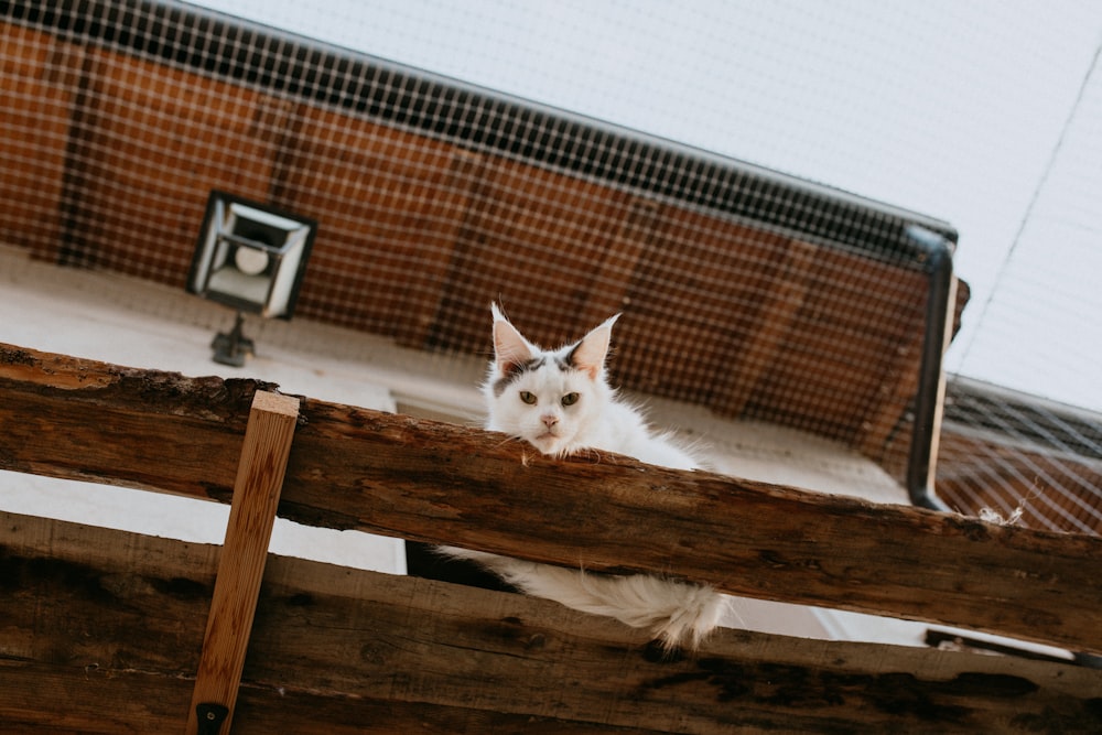 Eine weiße Katze, die auf einer Holzbank sitzt