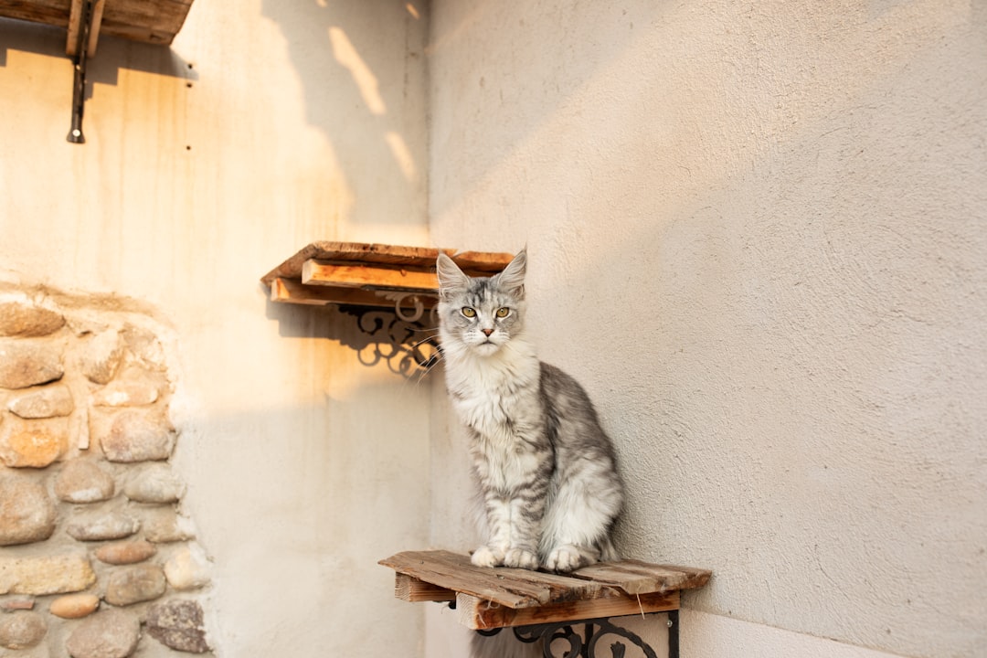a cat sitting on top of a wooden bench,