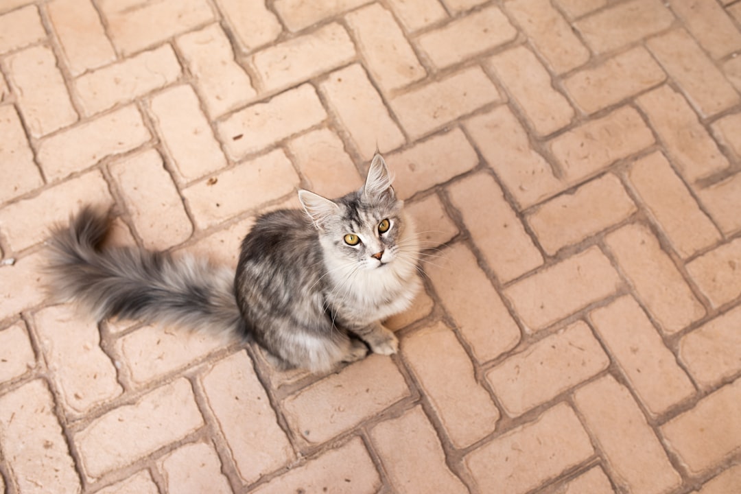 a gray and white cat sitting on top of a brick floor,