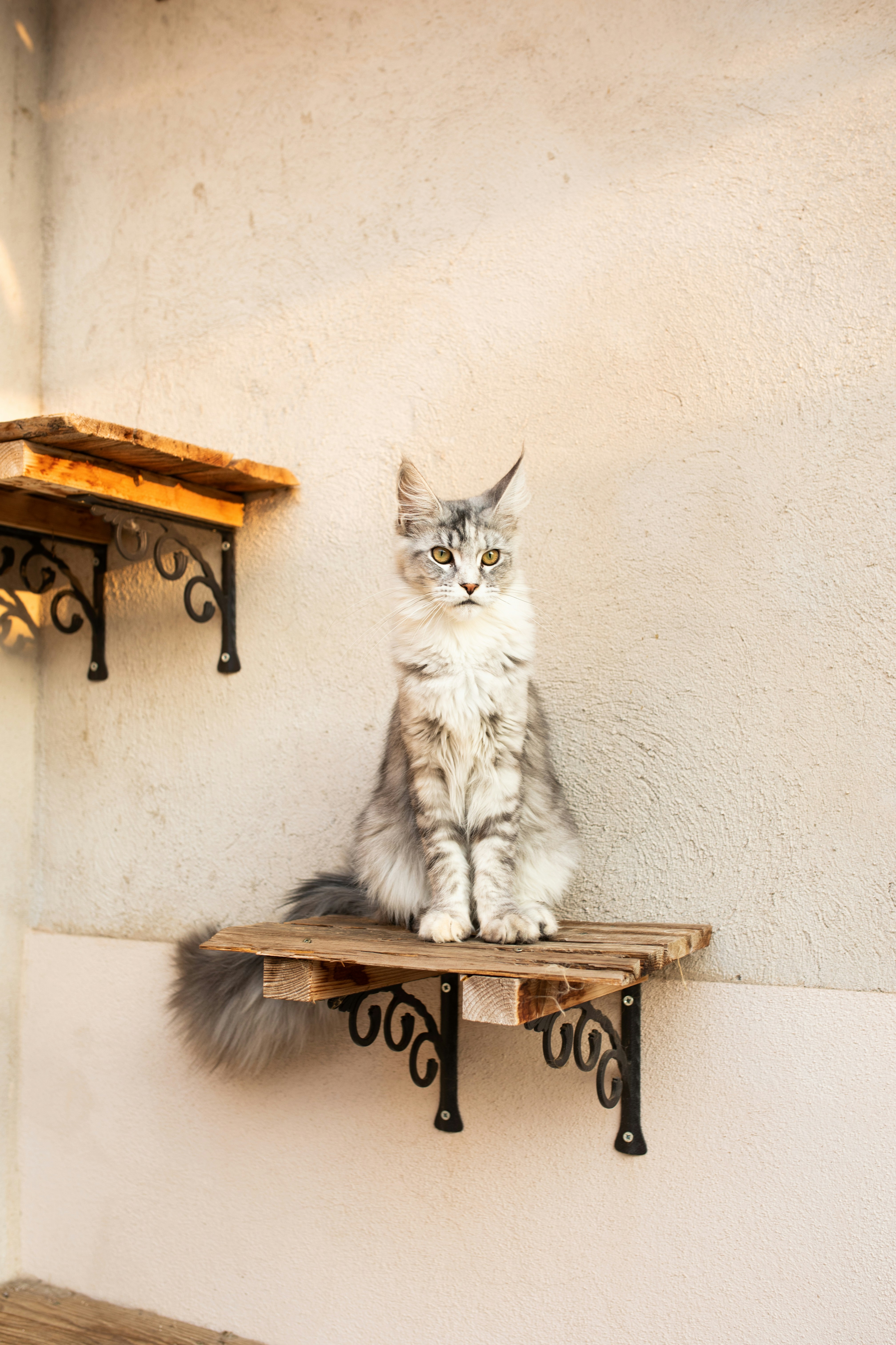 Large silver Maine Coon standing upright