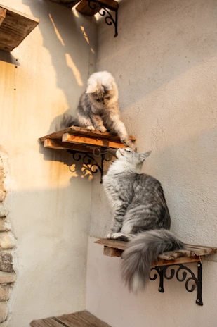 Playful cats exploring a sunny, ventilated space with climbing shelves.