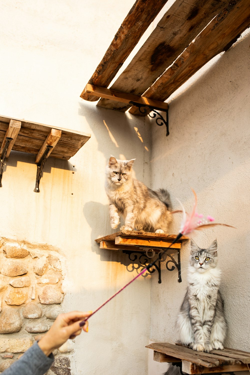 a cat sitting on top of a shelf next to another cat