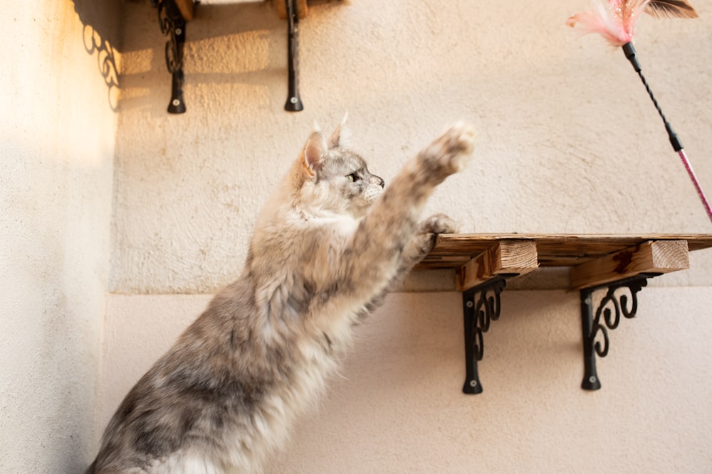 a cat standing on its hind legs on a shelf