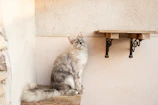 A cozy scene showing a cat being measured around the length from neck to tail.
