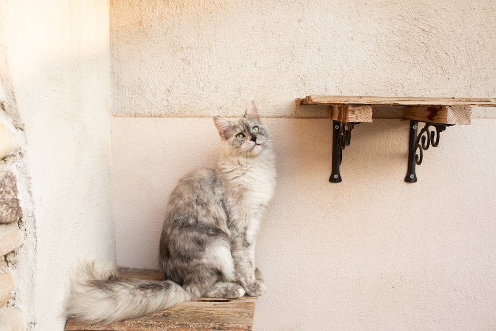 a cat is sitting on a wooden shelf