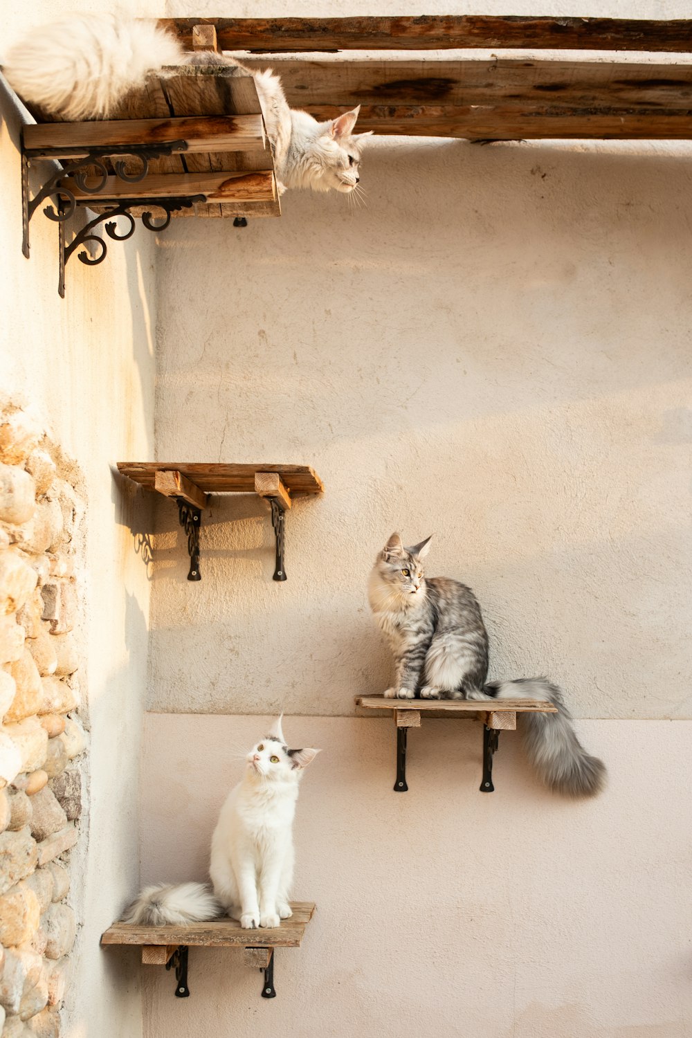 a couple of cats sitting on top of wooden shelves