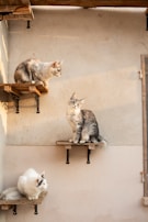Three cats are sitting on individual wooden shelves mounted on a textured wall. The shelves are positioned at different heights, with sunlight casting shadows and creating a warm ambiance. Two cats have long, fluffy fur with a grayish tone, while the third has a white coat.