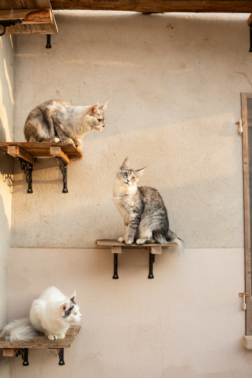 a couple of cats sitting on top of a shelf