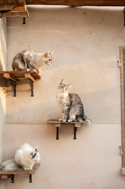 Three cats are sitting on individual wooden shelves mounted on a textured wall. The shelves are positioned at different heights, with sunlight casting shadows and creating a warm ambiance. Two cats have long, fluffy fur with a grayish tone, while the third has a white coat.