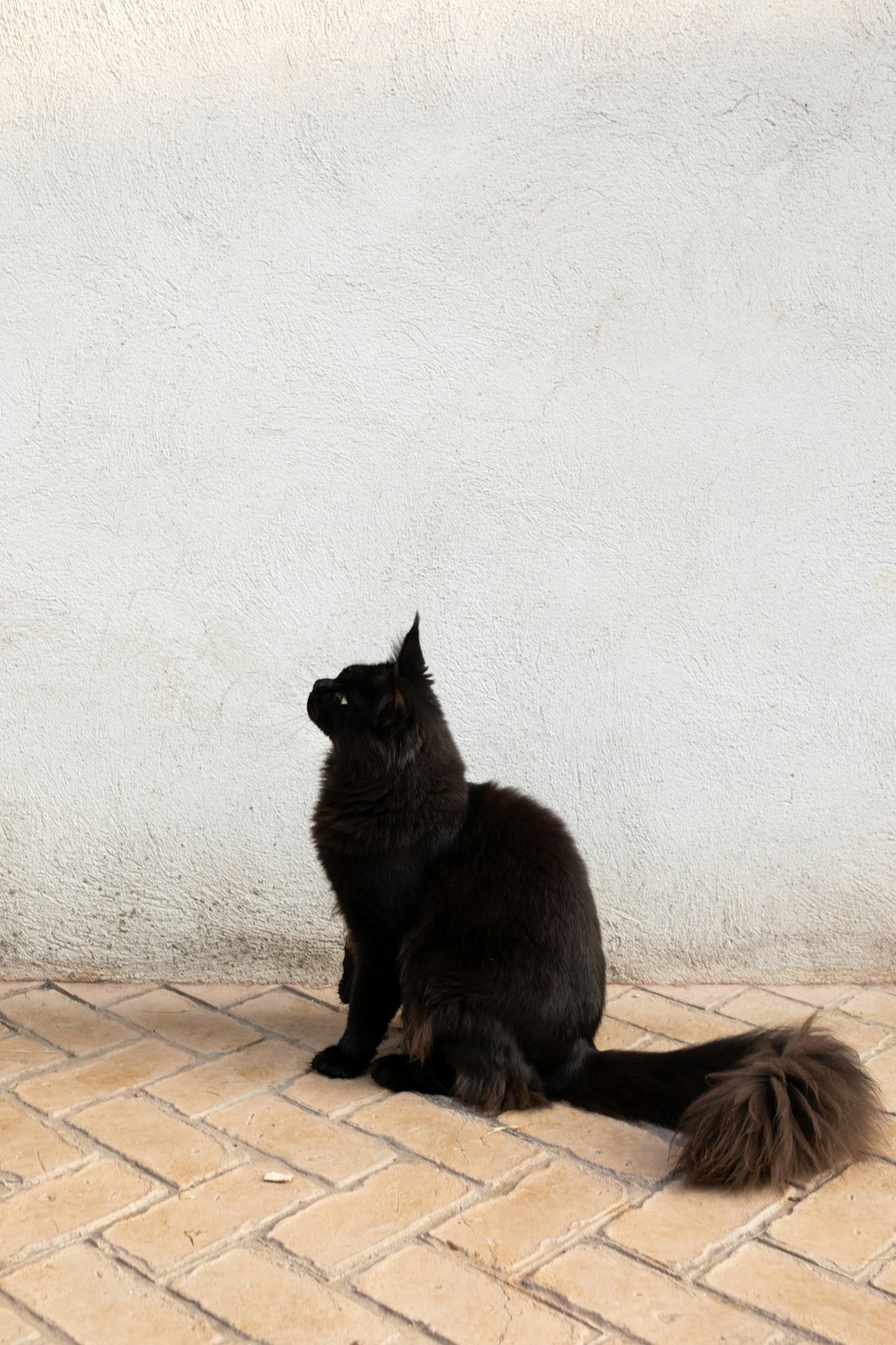 Eine schwarze Katze, die auf einem Fliesenboden sitzt