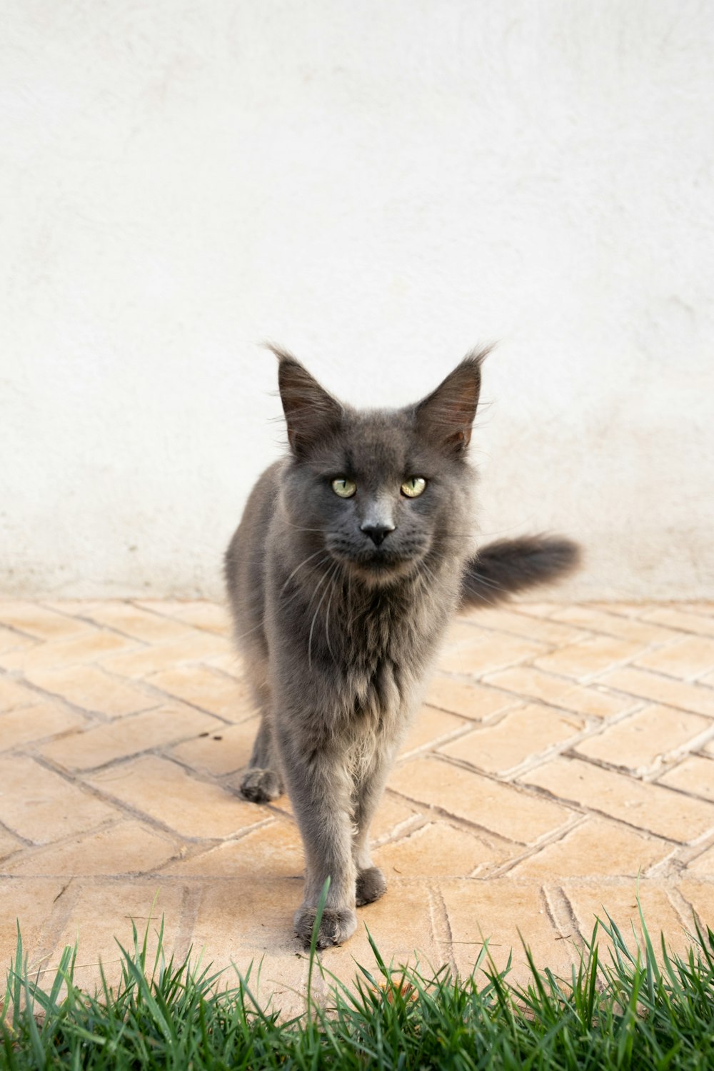 a gray cat walking across a brick walkway