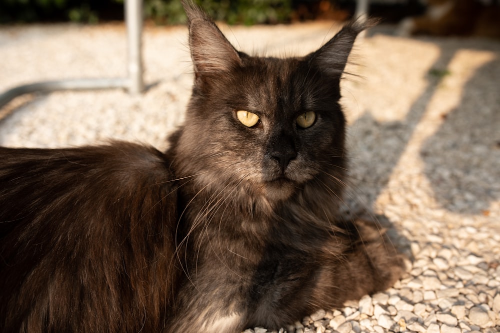 a black cat with yellow eyes sitting on gravel