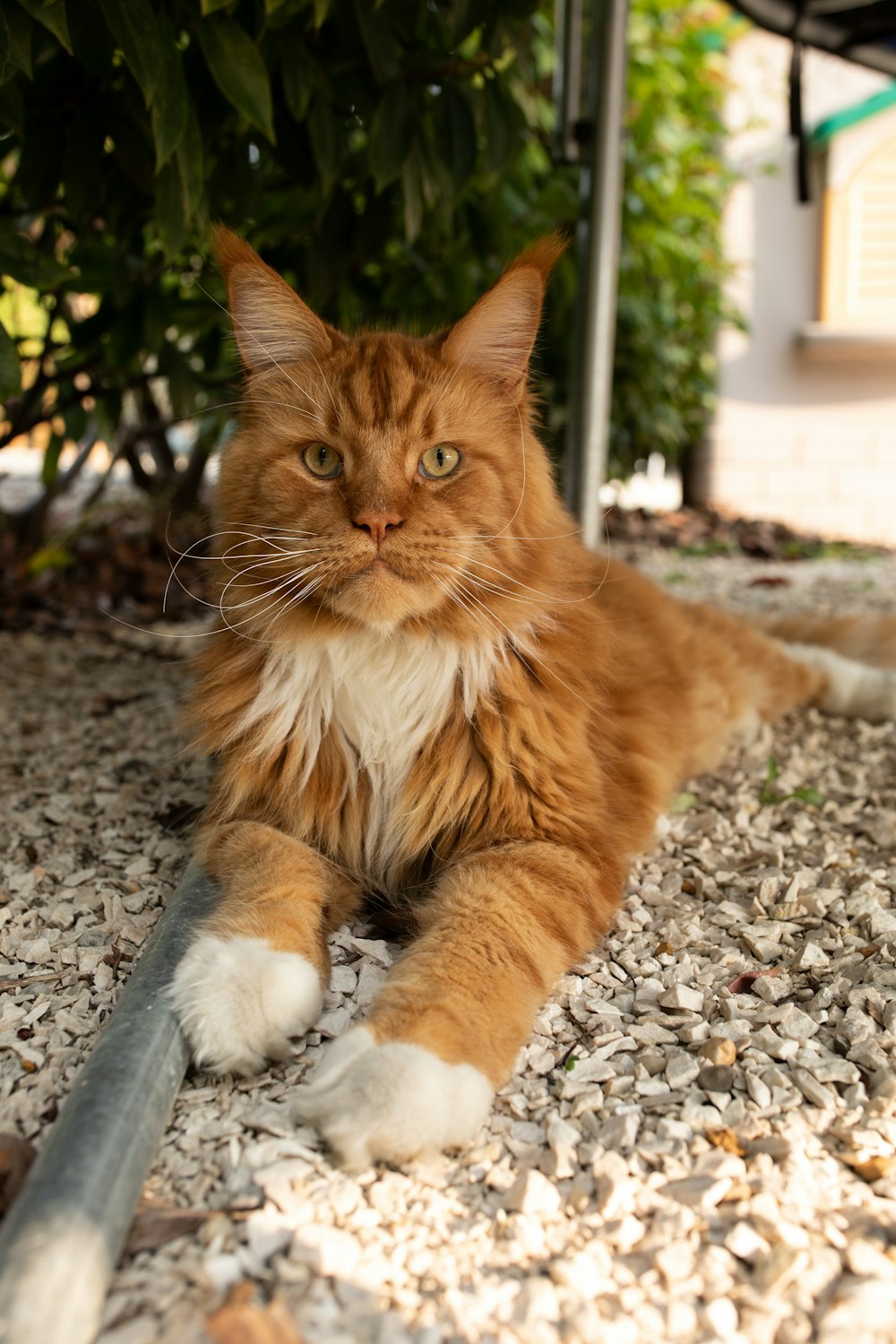 eine Katze, die neben einem Baum auf dem Boden liegt