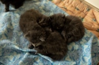 A group of playful kittens tumbling over each other on a shimmering silver blanket.