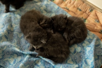 A group of happy kittens cuddled together in a soft bed.