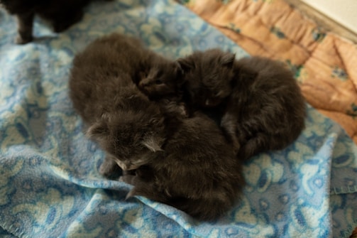 A group of happy kittens cuddled together in a soft bed.