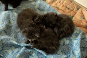 A group of kittens resting together on a soft blanket after being fed.