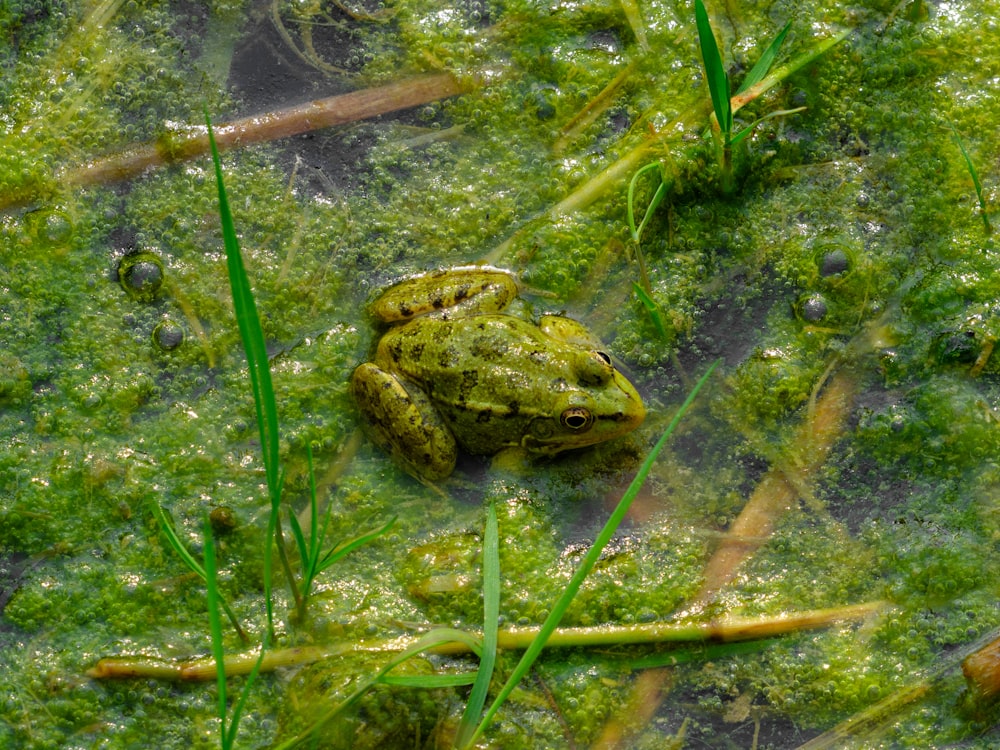 a frog that is sitting in some water