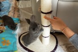 A gray kitten is playfully reaching up towards a person's finger near a scratching post. Another kitten can be seen in the background, partially hidden by a colorful blanket. The environment suggests a cozy and playful scene, with a soft, cushioned area for the kittens to play.