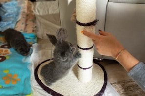 A gray kitten is playfully reaching up towards a person's finger near a scratching post. Another kitten can be seen in the background, partially hidden by a colorful blanket. The environment suggests a cozy and playful scene, with a soft, cushioned area for the kittens to play.