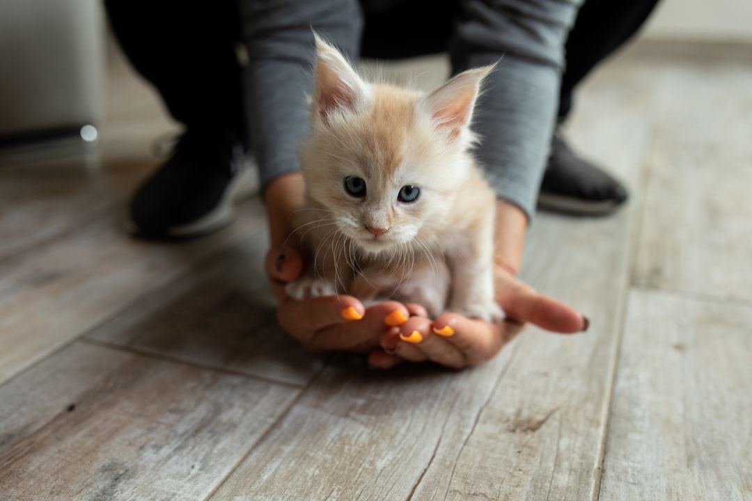 a person holding a small kitten in their hands,