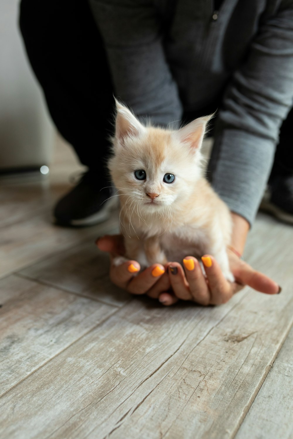 une personne tenant un petit chaton sur un plancher en bois