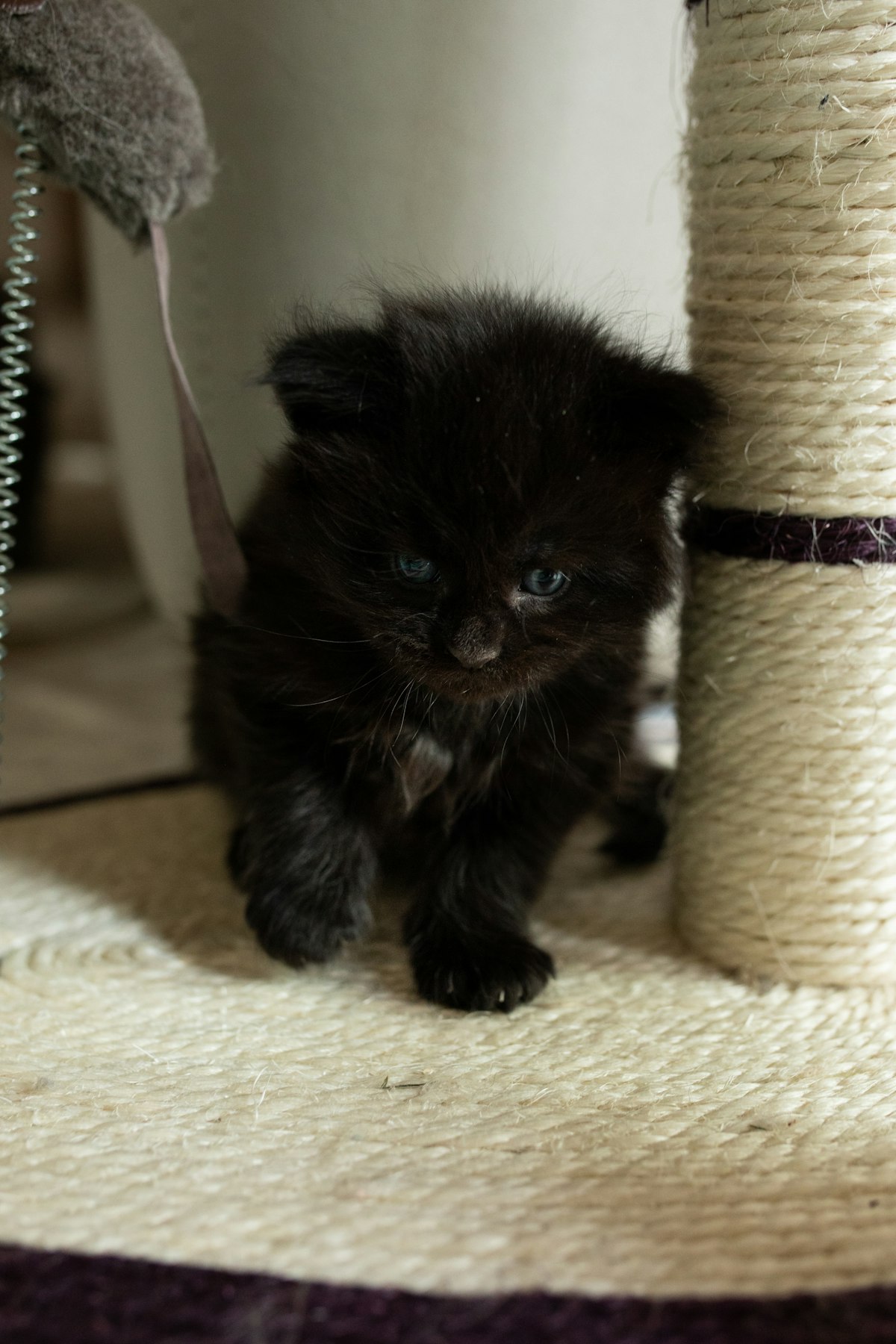 A small black kitten perched on top of a rope-wrapped scratching post