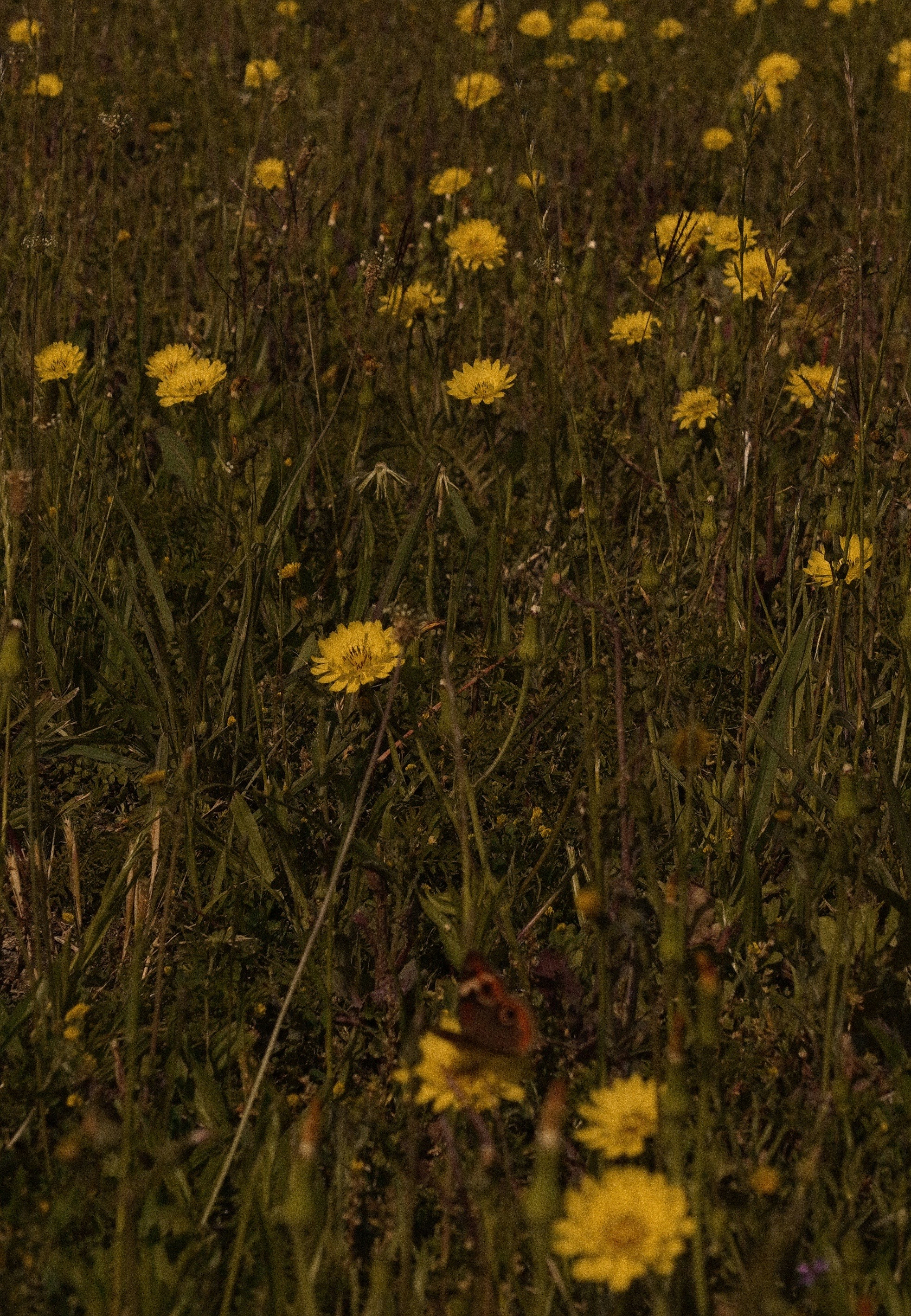 Photo by rogerismile