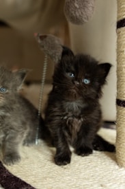 A fluffy black kitten with bright blue eyes sits attentively on a beige woven mat. The kitten's fur is slightly ruffled, giving it a cute and curious appearance. Part of another kitten is visible on the left, with a toy mouse hanging from a string nearby.