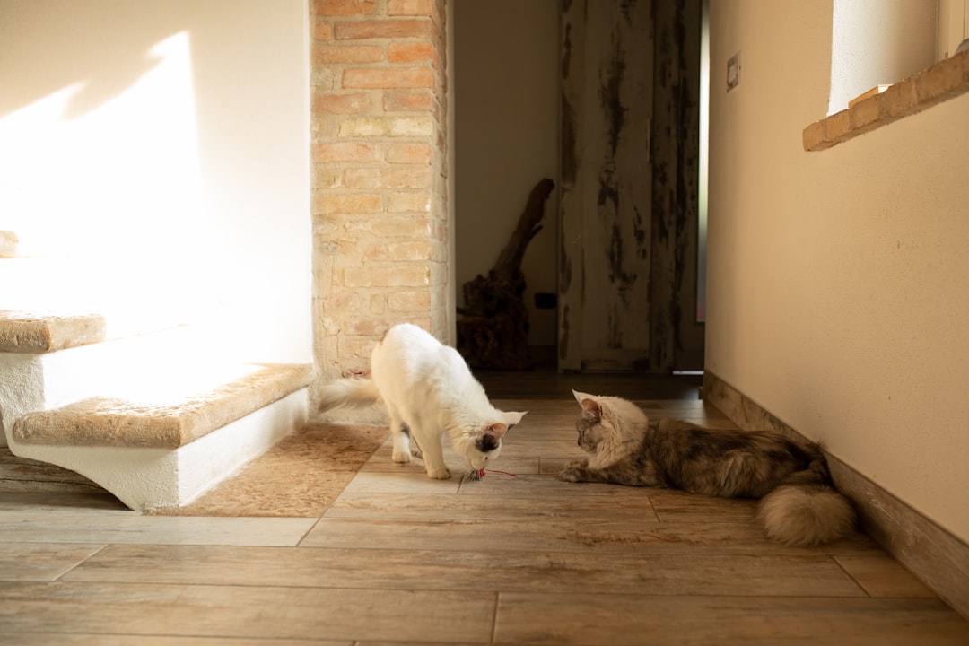 a couple of cats standing next to each other on a wooden floor,