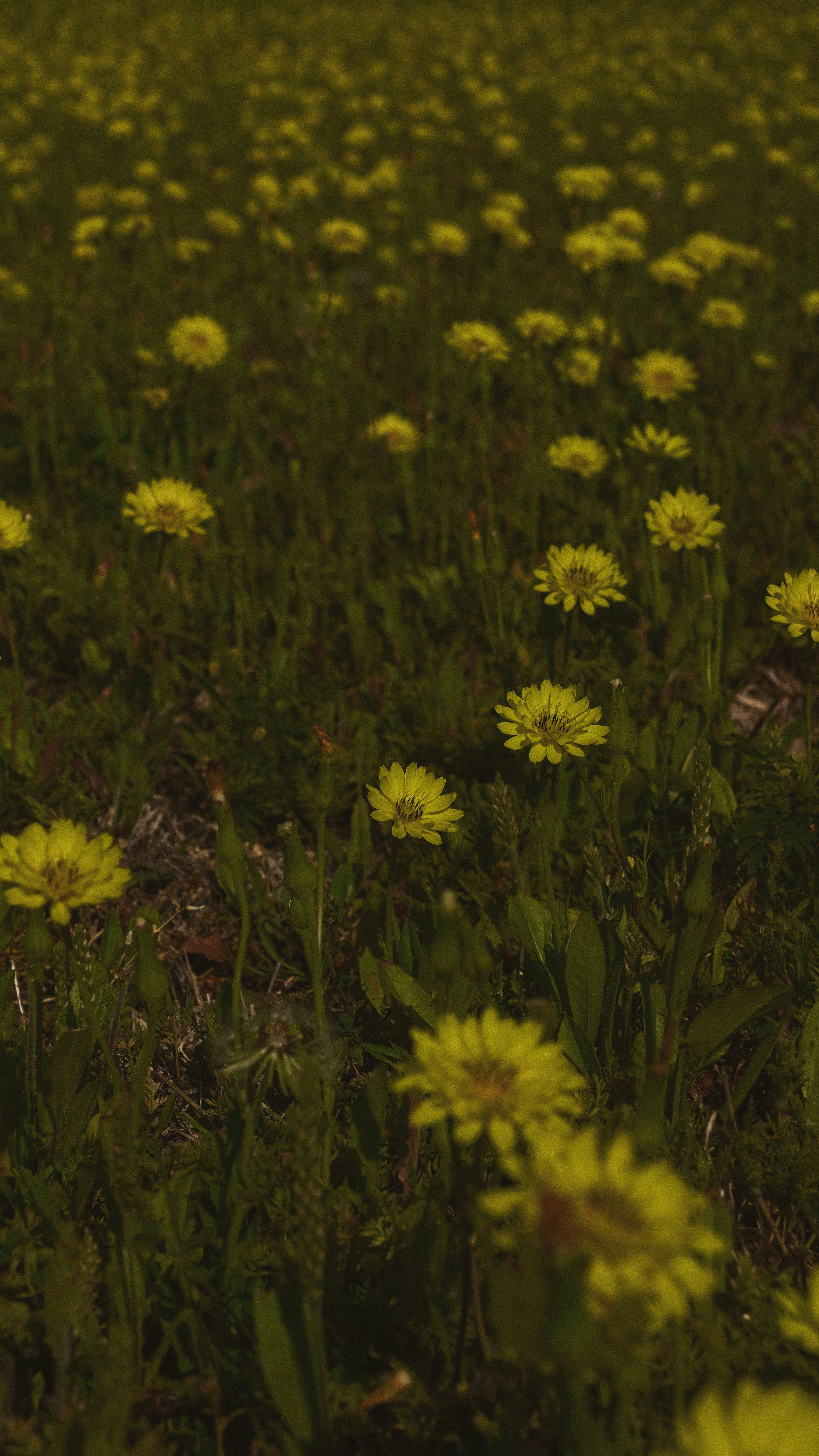 Photo by rogerismile