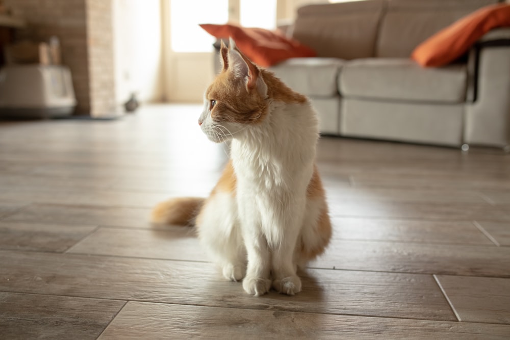 un gatto seduto sul pavimento in un soggiorno