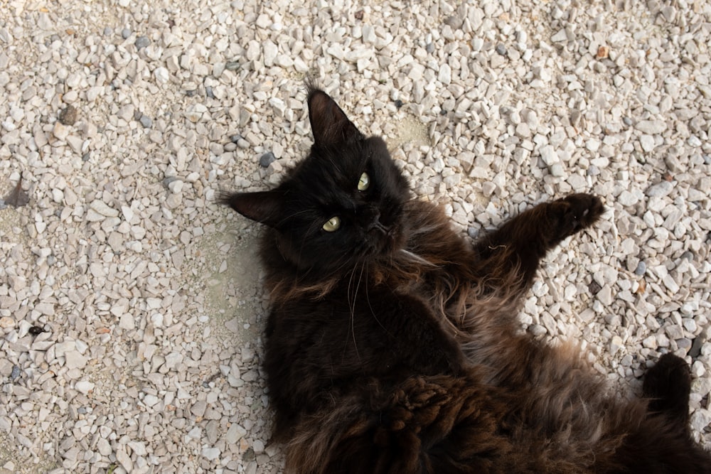 eine schwarze Katze, die auf dem Rücken auf dem Boden liegt