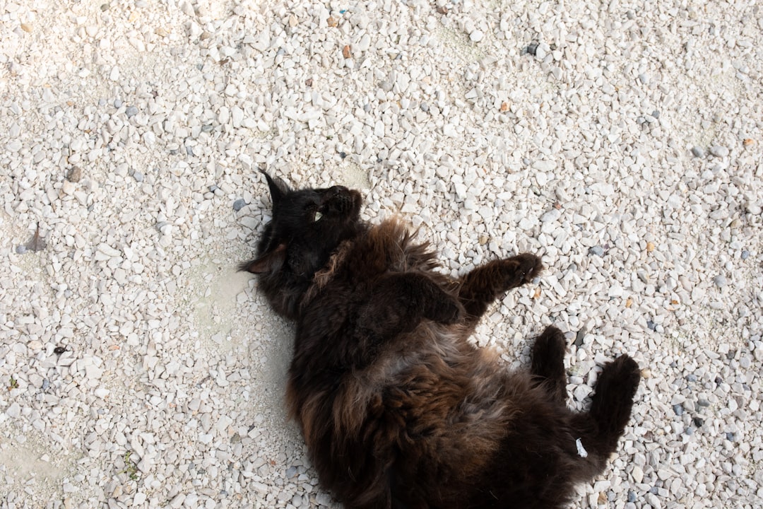 a cat laying on its back on the ground,