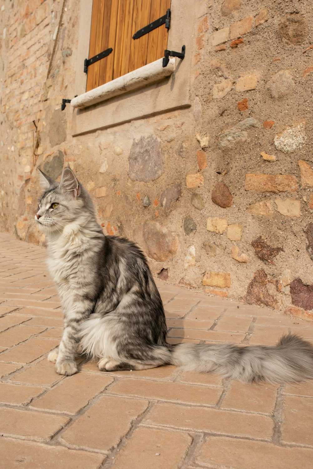 a grey and white cat sitting on a brick sidewalk