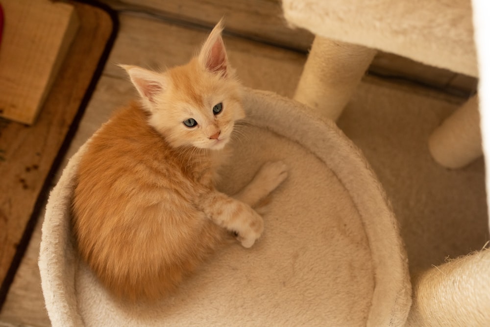 a small orange kitten sitting on top of a cat tree