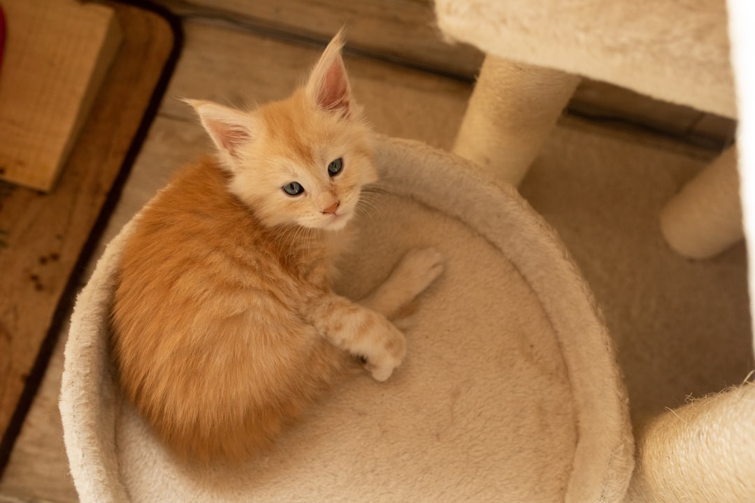 a small orange kitten sitting on top of a cat tree,
