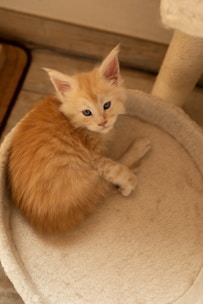 a small orange kitten sitting on top of a cat tree